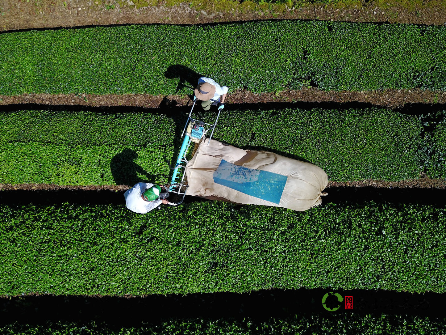 Matcha 25g -- Natural Okumidori, Obubu Tea Farms, Kyoto, Japan