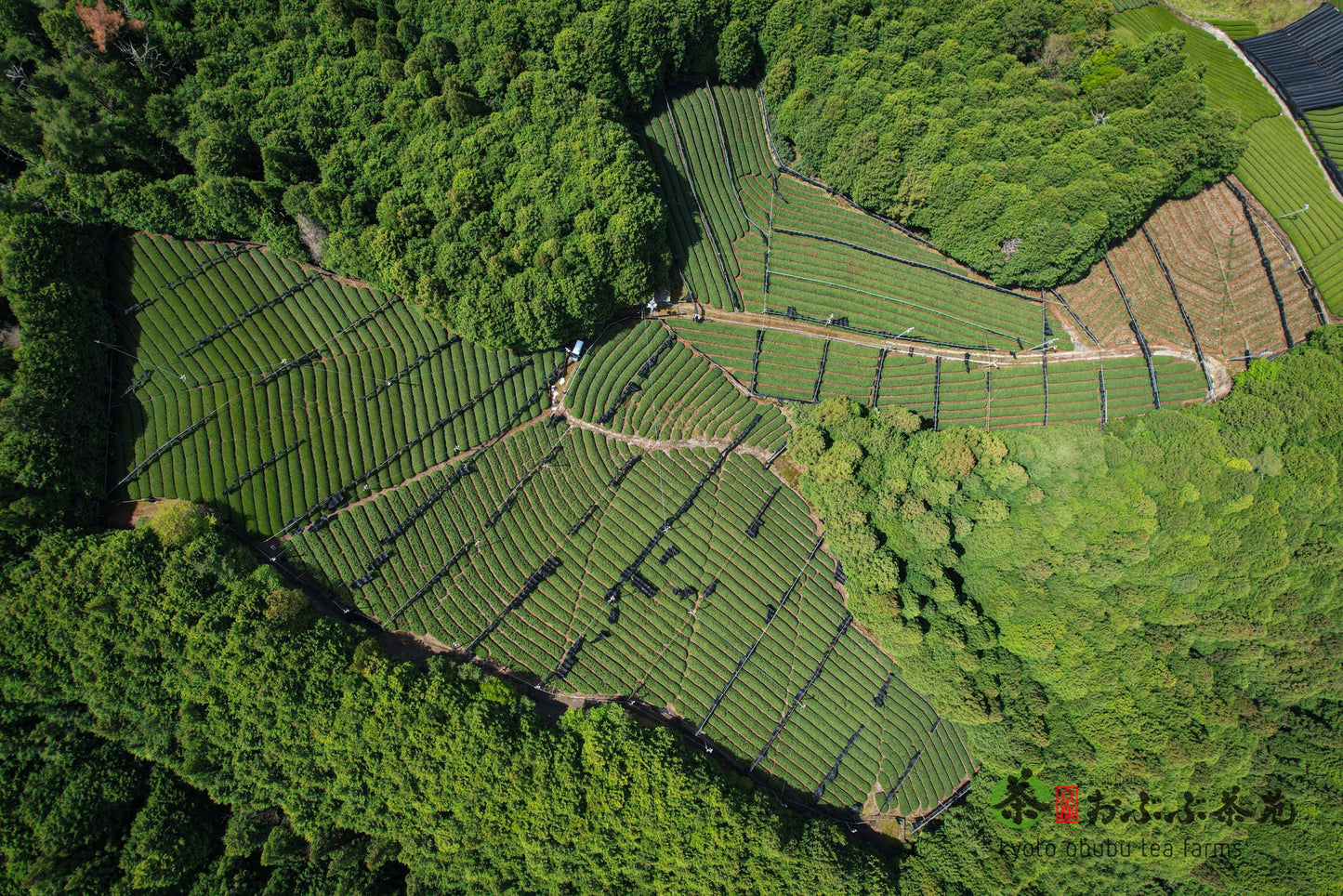 Matcha 25g -- Natural Okumidori, Obubu Tea Farms, Kyoto, Japan