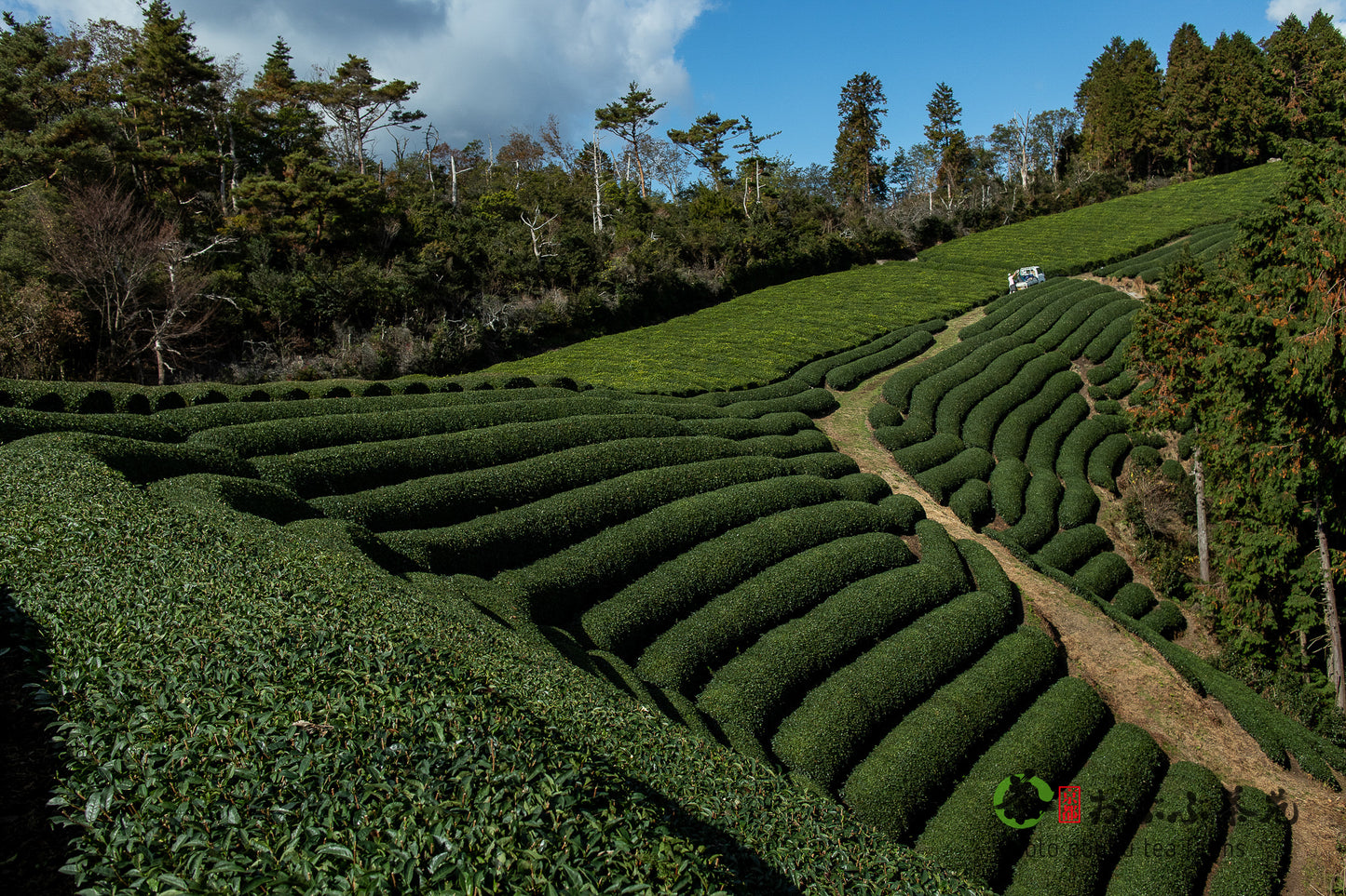 Matcha 25g -- Natural Okumidori, Obubu Tea Farms, Kyoto, Japan