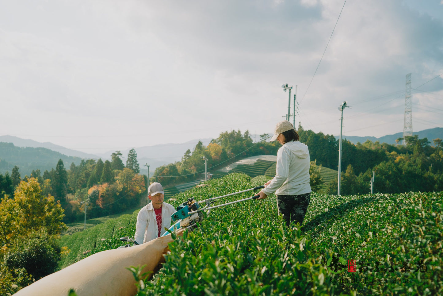 Matcha 25g -- Natural Okumidori, Obubu Tea Farms, Kyoto, Japan