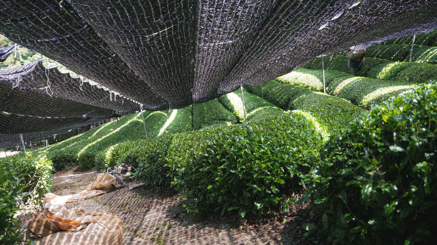 Matcha 25g -- Natural Okumidori, Obubu Tea Farms, Kyoto, Japan