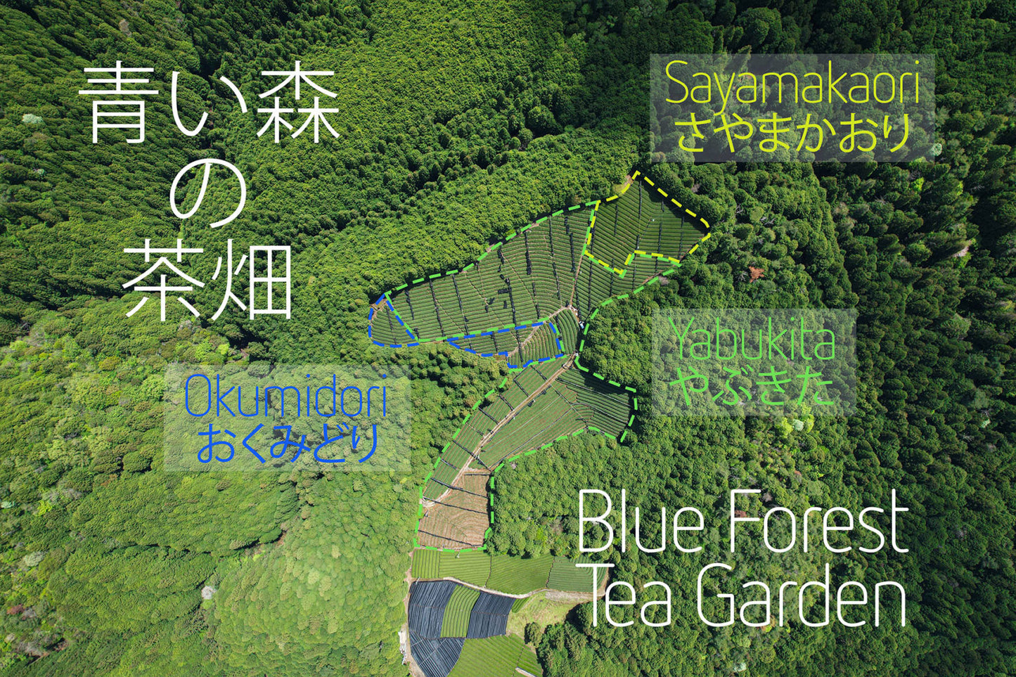 Matcha 25g -- Natural Okumidori, Obubu Tea Farms, Kyoto, Japan