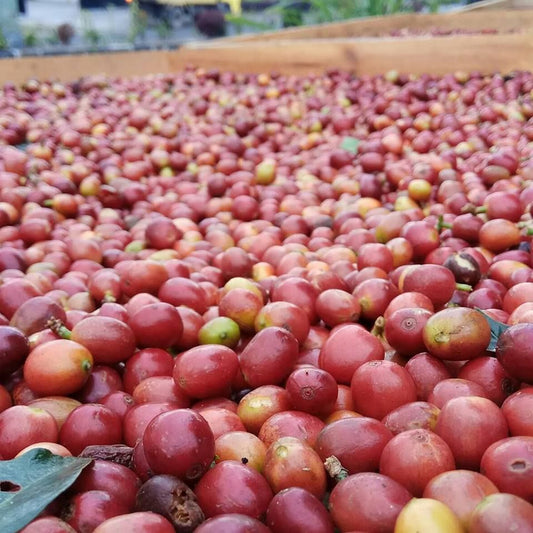 arisarina fresh harvested red coffee cherries