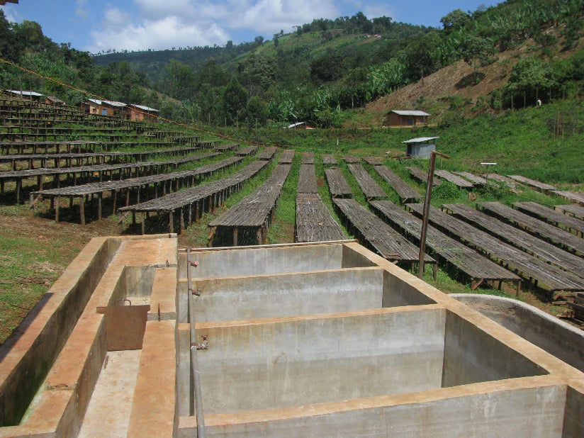 These show the most iconic part of Ethiopian processing:
Coffee drying on raised mesh beds
Ethiopian farmers turning natural cherries
Ethiopian Washed Coffee Open-air drying under the sun for 2–3 weeks
Typical infrastructure used at washing stations like Badeyi