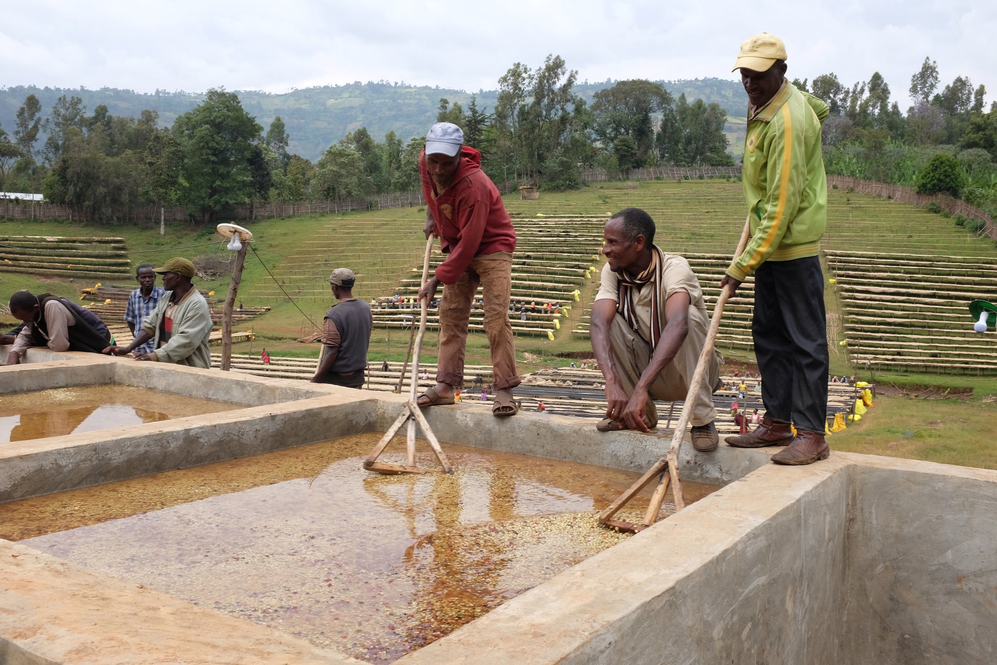 1️⃣ Cherry Delivery 🍒
Farmers bring freshly harvested cherries to the washing station.

2️⃣ Depulping ⚙️
The outer fruit skin is mechanically removed.

3️⃣ Fermentation 🧪
Beans sit in fermentation tanks (usually 24–48 hours) to break down the remaining mucilage.

4️⃣ Washing Channels 💧
Coffee is rinsed in long water channels where lighter beans float away and higher-density beans sink.

5️⃣ Drying on Raised Beds ☀️
Clean parchment coffee dries on mesh beds for 10–15 days with constant turning.