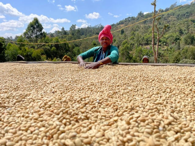 1️⃣ Cherry Delivery 🍒
Farmers bring freshly harvested cherries to the washing station.

2️⃣ Depulping ⚙️
The outer fruit skin is mechanically removed.

3️⃣ Fermentation 🧪
Beans sit in fermentation tanks (usually 24–48 hours) to break down the remaining mucilage.

4️⃣ Washing Channels 💧
Coffee is rinsed in long water channels where lighter beans float away and higher-density beans sink.

5️⃣ Drying on Raised Beds ☀️
Clean parchment coffee dries on mesh beds for 10–15 days with constant turning.