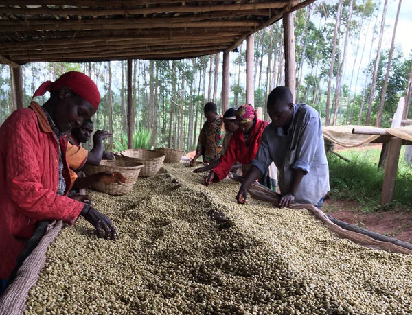 These show the most iconic part of Ethiopian processing:
Coffee drying on raised mesh beds
Ethiopian farmers turning natural cherries
Ethiopian Washed Coffee Open-air drying under the sun for 2–3 weeks
Typical infrastructure used at washing stations like Badeyi